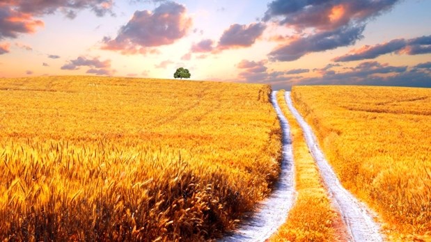 Agri-Uur: Jongste Safex-nuus | News Article