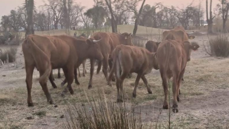 Vrystaters keelvol vir diere wat vrylik rondloop Vrystaters keelvol vir diere wat vrylik rondloop | News Article
