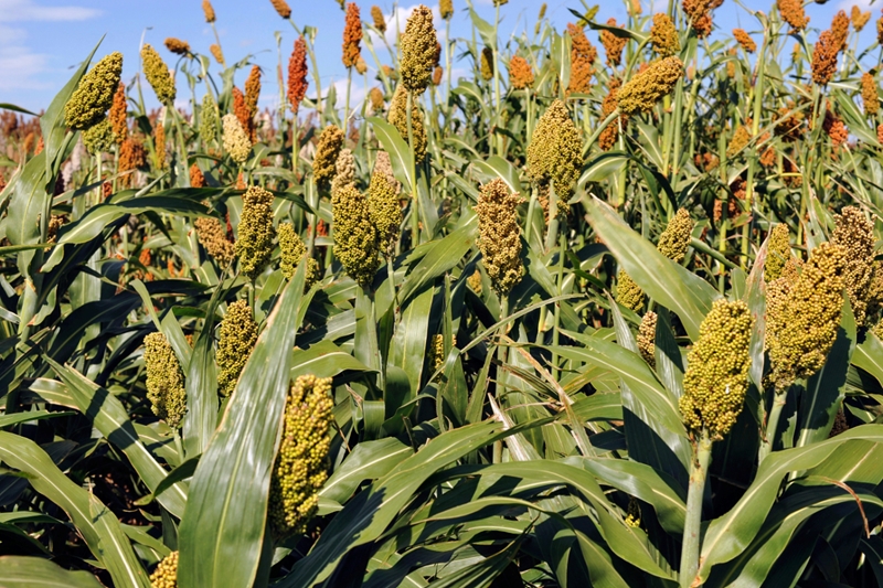 Agri-Uur: Jongste Safex-nuus | News Article