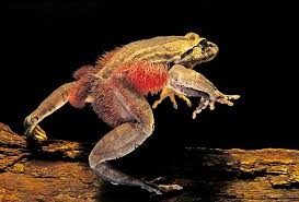 Weird Wide Web - Padda breek sy eie tone | News Article