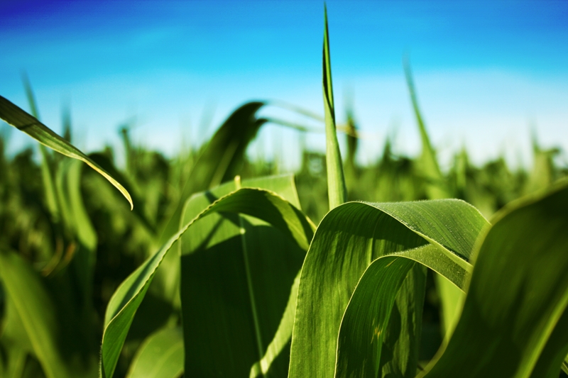 Agri-Uur: Jongste Safex-nuus | News Article
