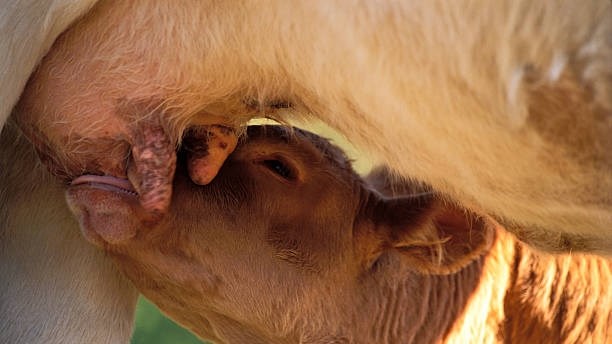 Optimale kalfspeenpraktyke vir beesboere Optimale kalfspeenpraktyke vir beesboere | News Article