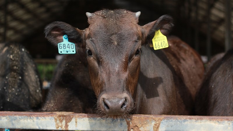 Landbounuus-podcast: Konstante kwaliteit belangrik vir die toekoms van die rooivleisbedryf | News Article
