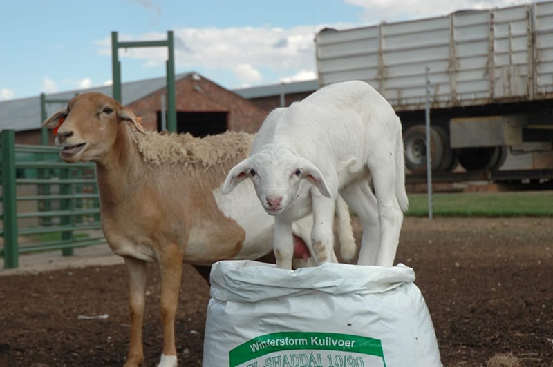 Voerskenking op pad na Noord-Kaapse boere | News Article