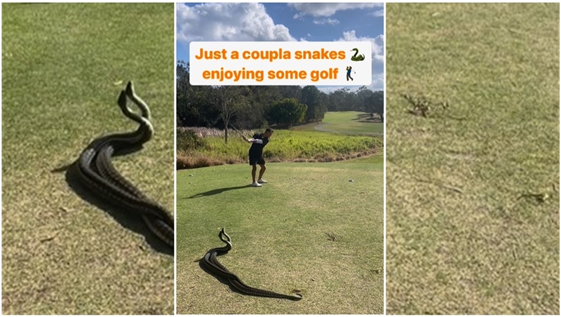 Dapper man speel gholf terwyl slange ‘toekyk’ | News Article
