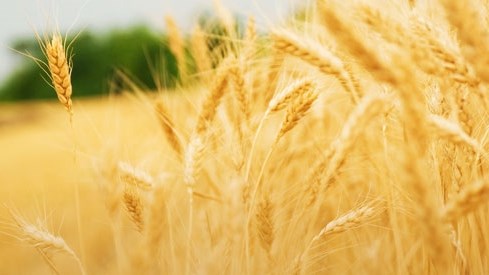 Lichtenburg: Historic ‘town of light’ at heartbeat of maize production | News Article