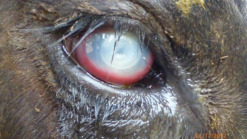 Pink eye in livestock | News Article