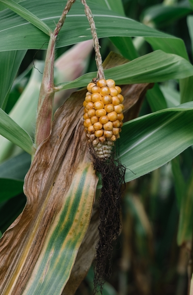 Agri-uur: Jongste Safex-nuus | News Article