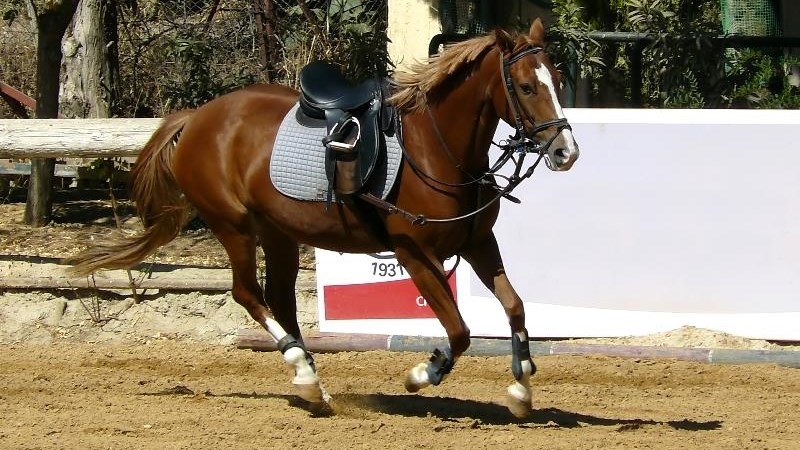 African horse sickness and the impact thereof African horse sickness and the impact thereof | News Article