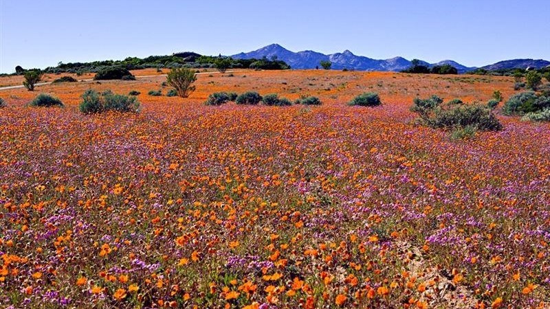 Namakwaland pronk met sy tapyt van veldblomme | News Article