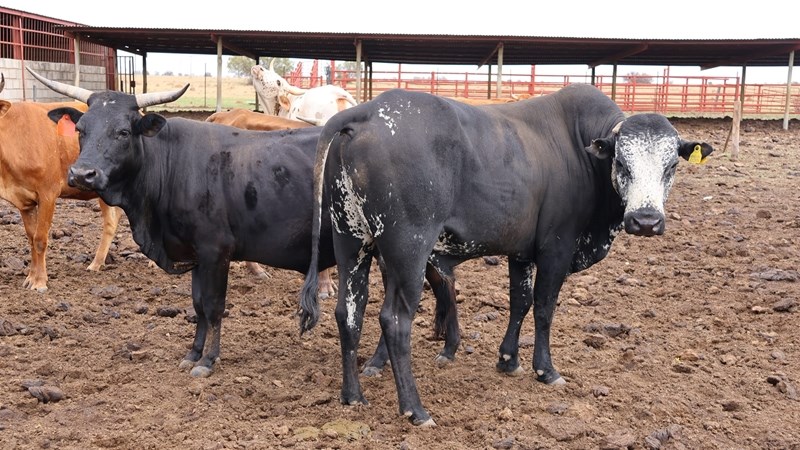 North West state veterinary clinics open over festive season | News Article