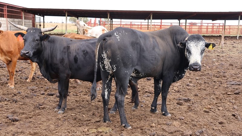 North West state veterinary clinics open over festive season North West state veterinary clinics open over festive season | News Article