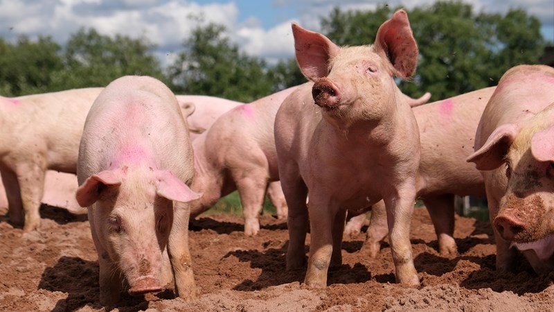 Collaboration important for growth in agriculture Collaboration important for growth in agriculture | News Article