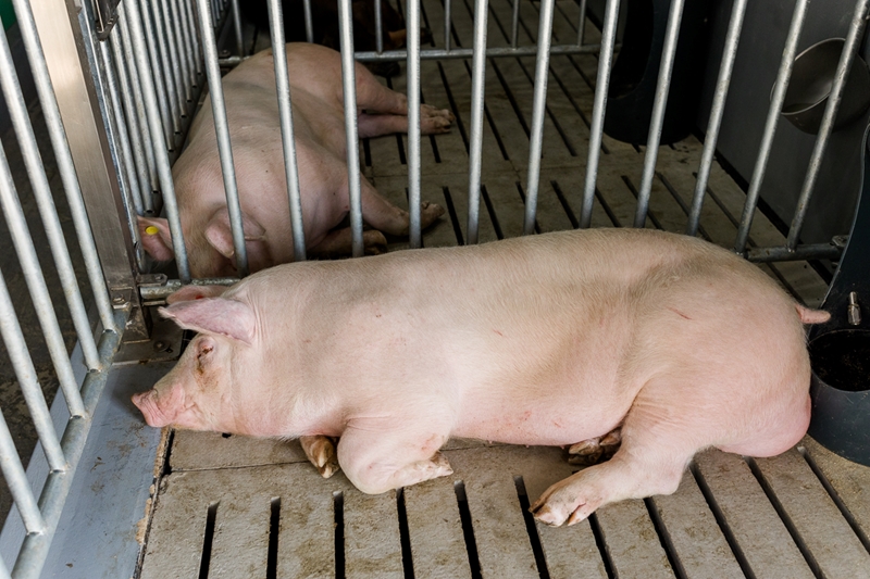 African swine fever detected on Gauteng farm | News Article