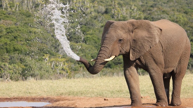 Tweede mens binne week in Krugerwildtuin doodgetrap Tweede mens binne week in Krugerwildtuin doodgetrap | News Article