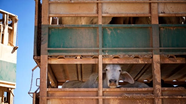 Namibiese vee-invoer na Suid-Afrika: feite en uitdagings | News Article