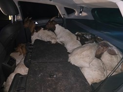 Twee mans van Lichtenburg in hof vir veediefstal | News Article