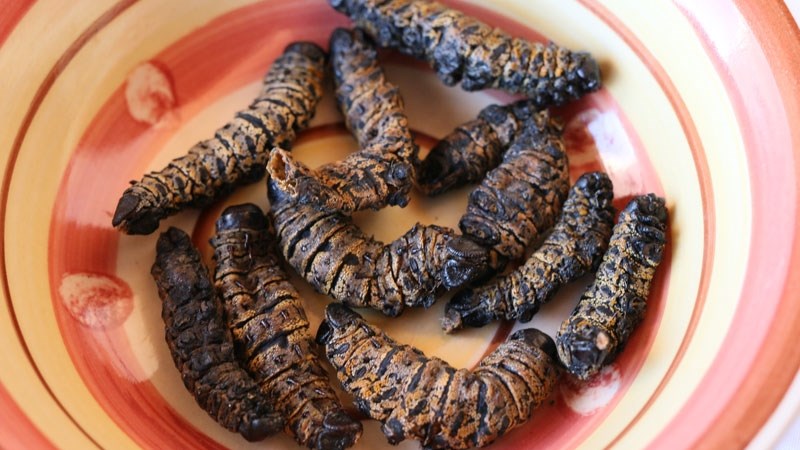 Landbounuus-podcast: Eetbare insekte kan voedselonsekerheid help bekamp | News Article