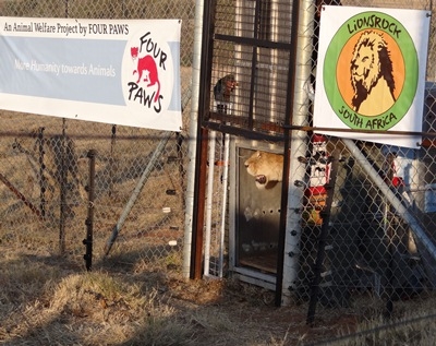 Four Paws geskok oor leeus wat van kant gemaak is | News Article
