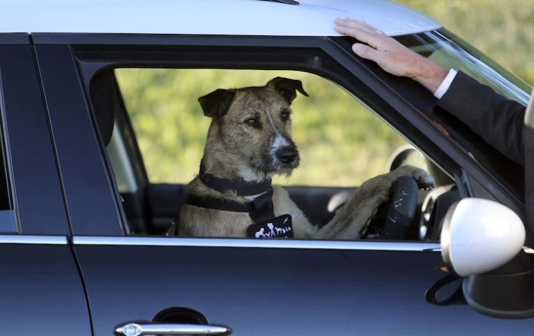 Weird Wide Web - Boerpotwenners se hond beïnvloed hul motorkeuse | News Article