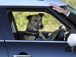 Weird Wide Web - Boerpotwenners se hond beïnvloed hul motorkeuse | News Article