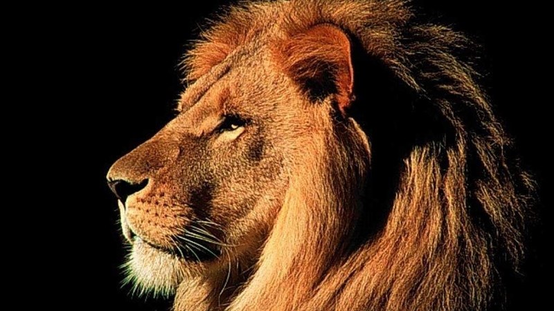 Agri podcast: SAPA reaches out to FS lion farmer Agri podcast: SAPA reaches out to FS lion farmer | News Article