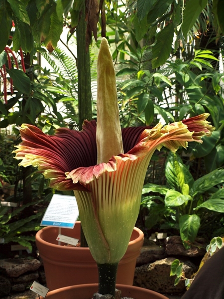 School's corpse flower blooms, emits foul smell | News Article