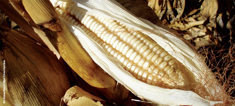 Agri-uur: Jongste Safex-nuus | News Article