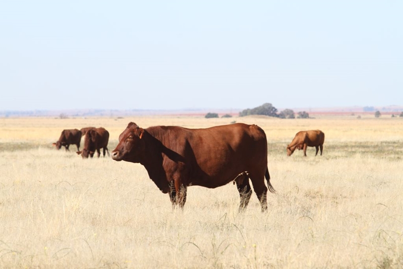 Hier is vandeesweek se lewendehawe pryse | News Article