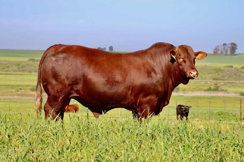 Bielie van ’n Santabul by Nampo Alfa te sien | News Article