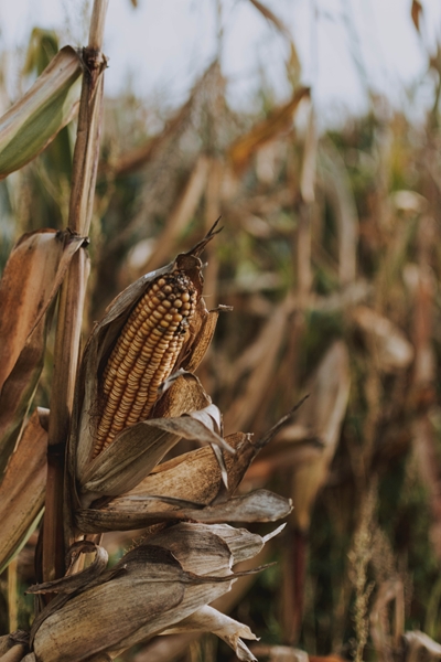 Agri-uur: Jongste Safex-nuus | News Article