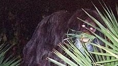 Weird Wide Web - The Skunkape exists! | News Article