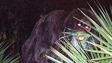 Weird Wide Web - The Skunkape exists! Weird Wide Web - The Skunkape exists! | News Article