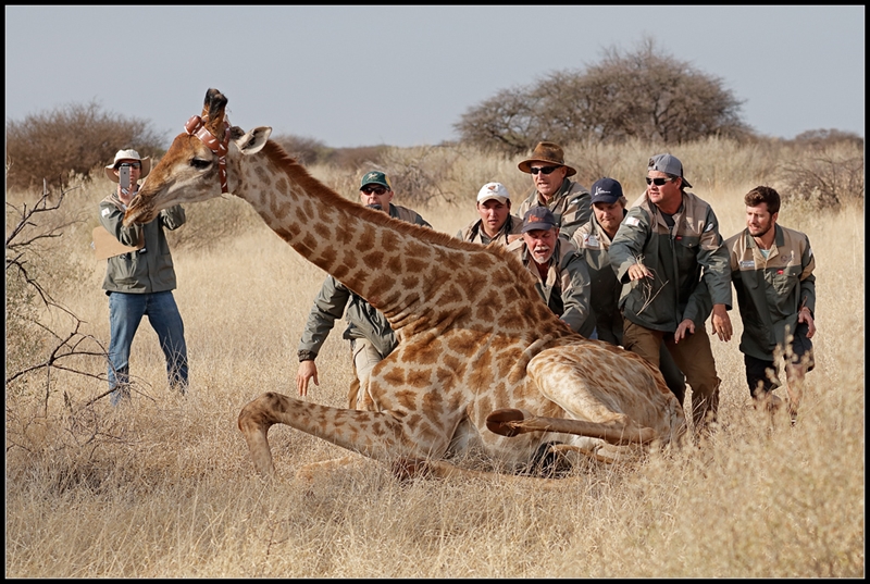 Kameelperd herstel ná hy duikerskedel sluk – Fotogalery | News Article
