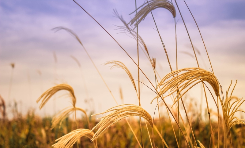 Agri-uur: Jongste Safex-nuus | News Article