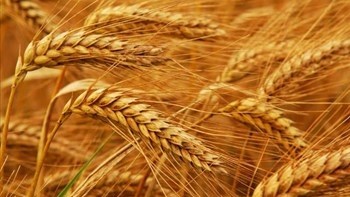 Agri-Uur: Jongste Safex-nuus Agri-Uur: Jongste Safex-nuus | News Article