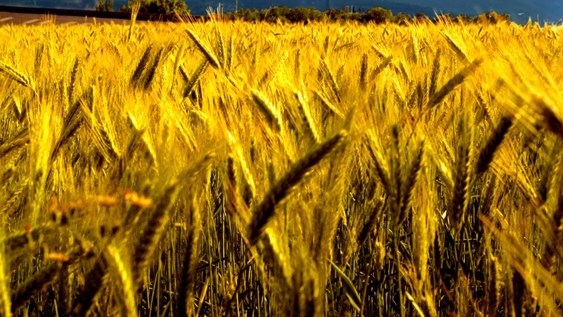 #Agbiz: A good season for SA's winter crops #Agbiz: A good season for SA's winter crops | News Article
