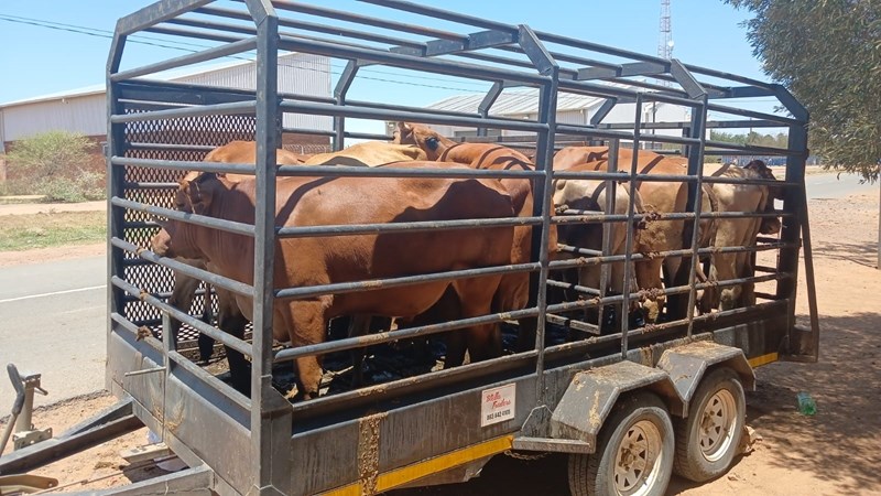Lid van veediefstaleenheid steel glo self halfmijoen rand se beeste | News Article