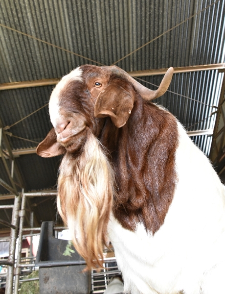 Hier is vandeesweek se lewendehawe pryse | News Article