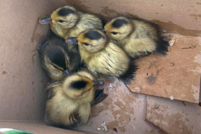 Ducklings rescued from storm drain by firefighters  | News Article