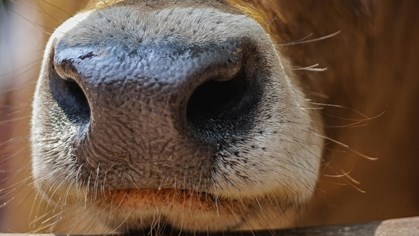 Nóg gevalle van bek-en-klouseer in Vrystaat Nóg gevalle van bek-en-klouseer in Vrystaat | News Article
