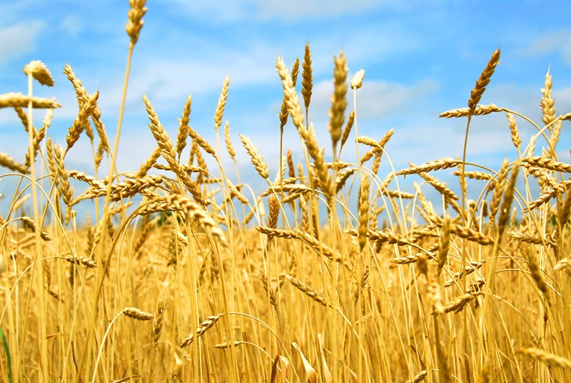 Agri-Uur: Jongste Safex-nuus | News Article