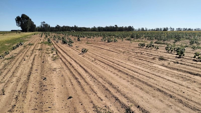 Landbank reik uit na graanprodusente Landbank reik uit na graanprodusente | News Article