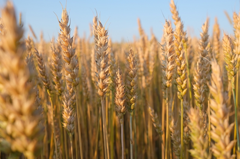 Agri-uur: Jongste Safex-nuus | News Article