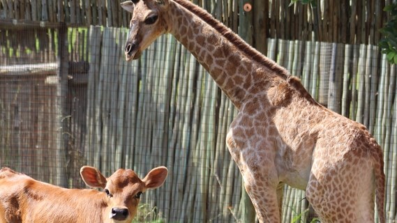 Two beloved animals celebrate second birthday at Vaal casino | News Article