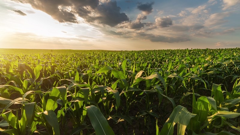 Optimisme oor 2025 graanproduksieseisoen ondanks druk op pryse en insetkoste Optimisme oor 2025 graanproduksieseisoen ondanks druk op pryse en insetkoste | News Article