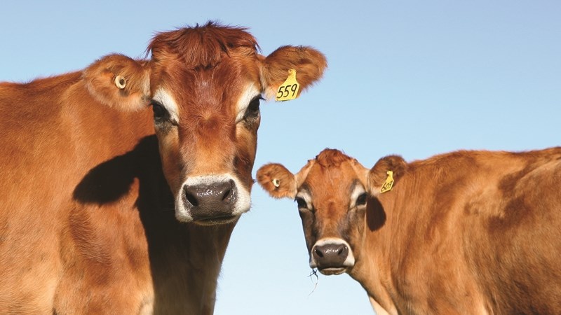 Landbounuus-podcast: Boere moet weet hoe om diere met brandwonde te behandel | News Article