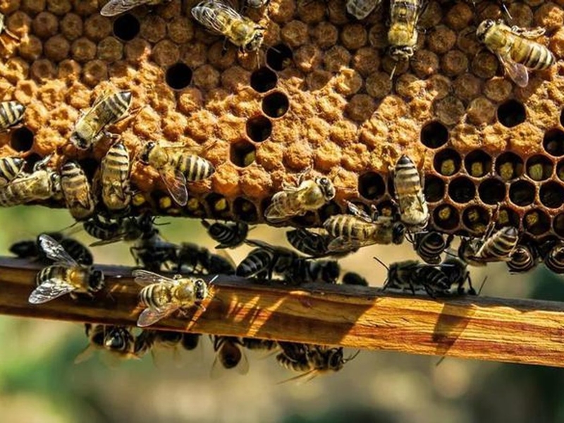 Weird Wide Web - Thousands of honeybees survive a volcano eruption | News Article