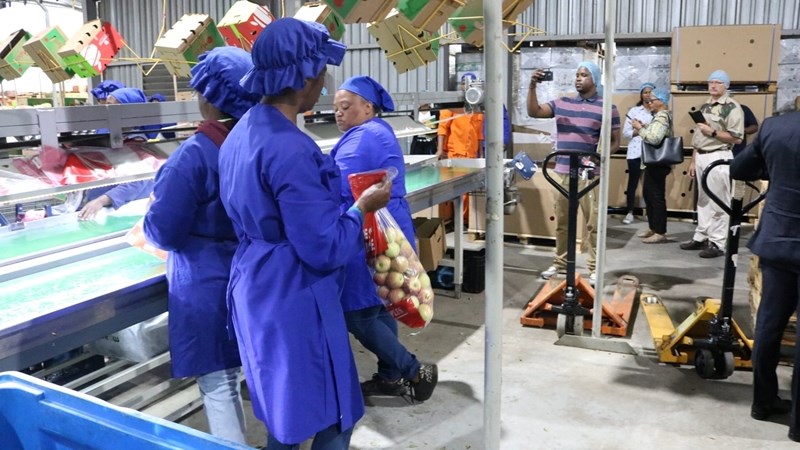 Vrystaatse landbouprojek mik na 18 000 ton appels, werkskepping  – VIDEO | News Article