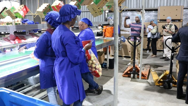 Vrystaatse landbouprojek mik na 18 000 ton appels, werkskepping – VIDEO Vrystaatse landbouprojek mik na 18 000 ton appels, werkskepping – VIDEO | News Article